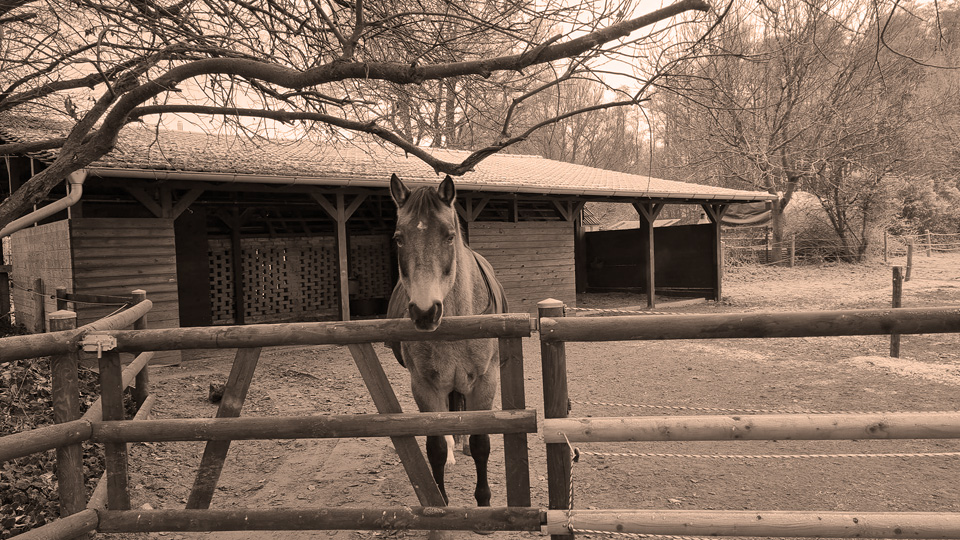 Open Ranch - Offenstallanlage mit einem Pferd.