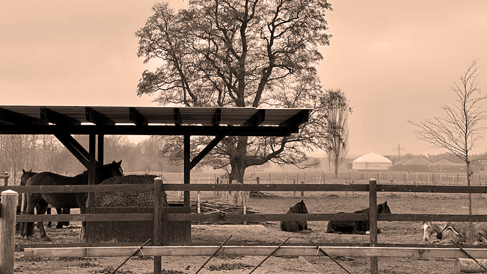 Open Ranch - Paddockanlage mit großzügig überdachter Heuraufe und ruhenden Pferden.