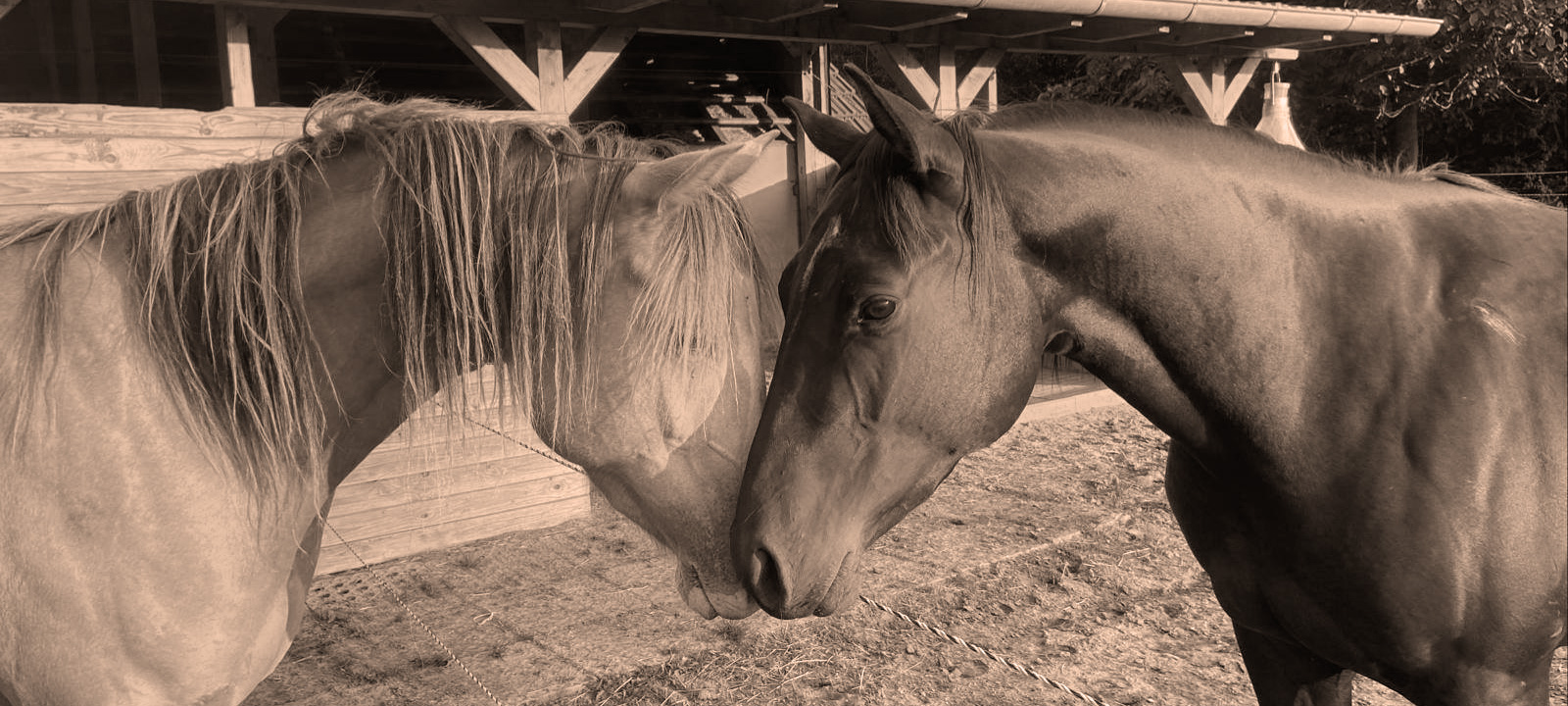 Open Ranch - Pferdehaltung. Zwei Pferde beschnuppern sich auf der Weide