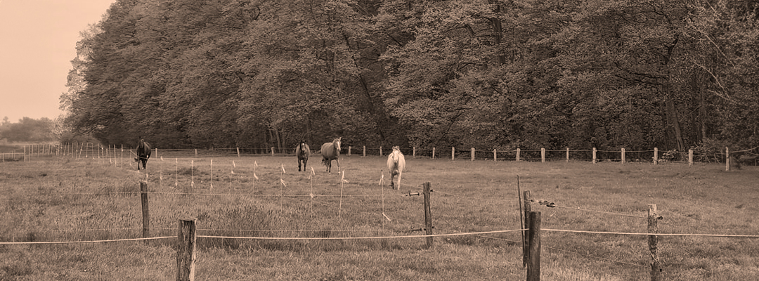 Open Ranch | Pferde auf der Weide im Sommer