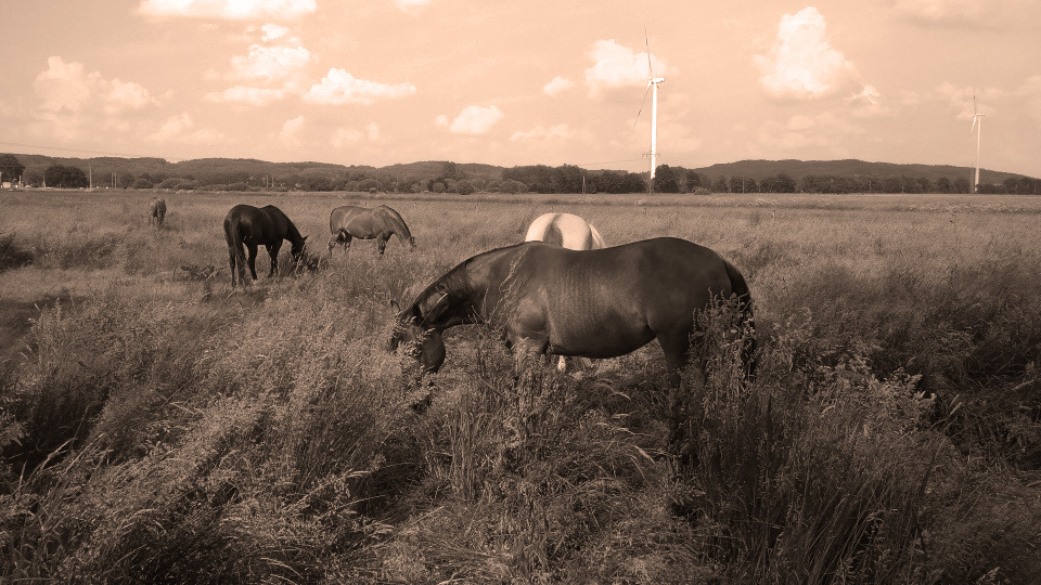Open Ranch - Pferde auf einer großflächigen Weide
