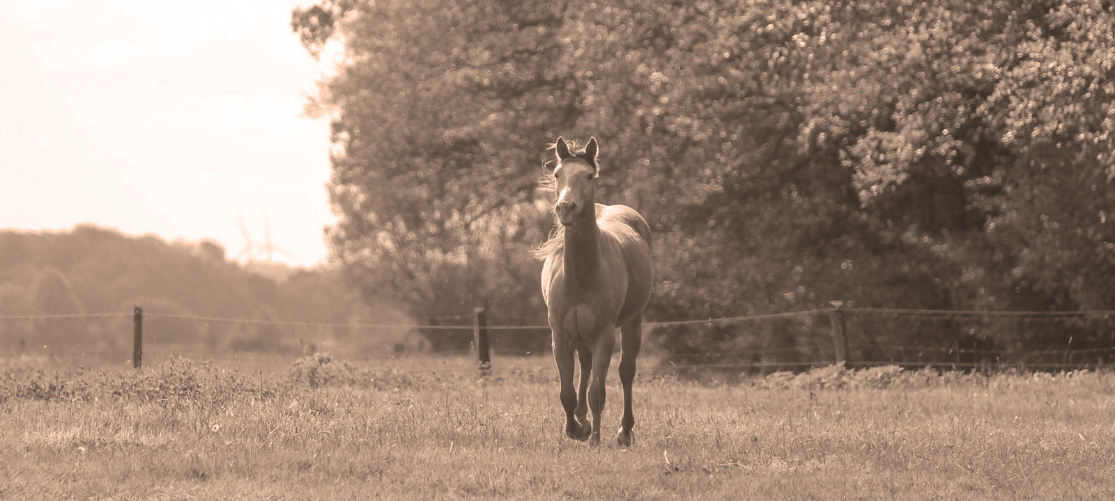 Open Ranch Pferd galoppiert auf einer großen Weide