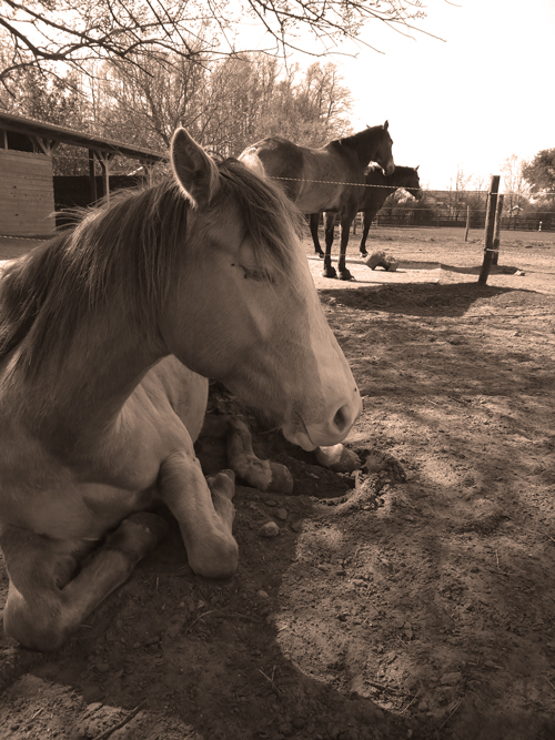 Open Ranch - Pferd im Paddock entspannt liegend