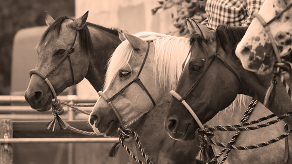 Open Ranch - 4 Pferde auf einem Kurs, stehen in der Reihe auf Bosal geritten. 