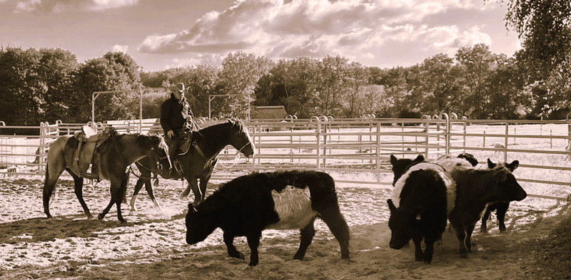 Bend Segers auf dem Pferd mit Handpferd und Rindern.