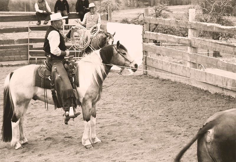 Klaus Wetzel auf einem Pferd bei der Arbeit mit Rindern.